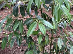One of the test herbs