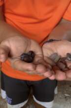 Cacao gathered locally