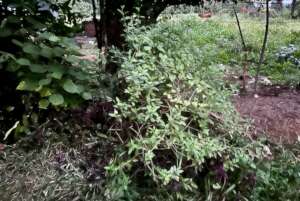 some of the herbs grown in 2023