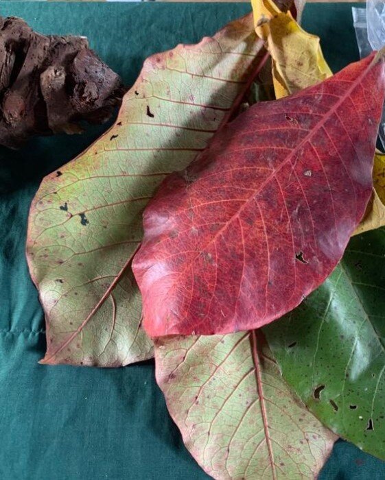 Maleku Indigenous Herb and Tea Business