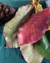 Local Herb Leaves