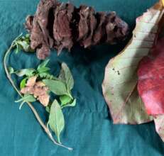 Maleku Jungle roots and leaves for teas