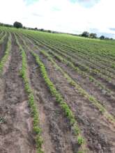 the planting was done, the rains take it away