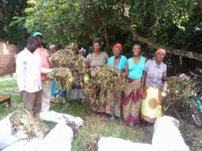 Village health workers getting vines (seeds)