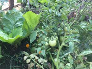 Our vegetable rings need less water