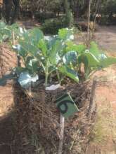 Labelled vegetable rings