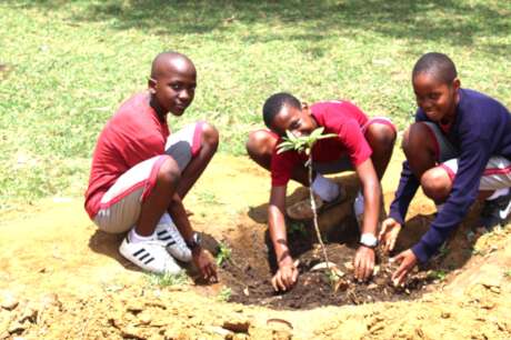 Birthday Tree Planting Project