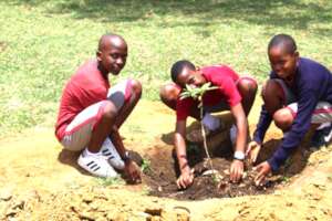 Birthday Tree Planting Project