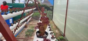 Aquaponics System Provides Enough Fruit and Veg