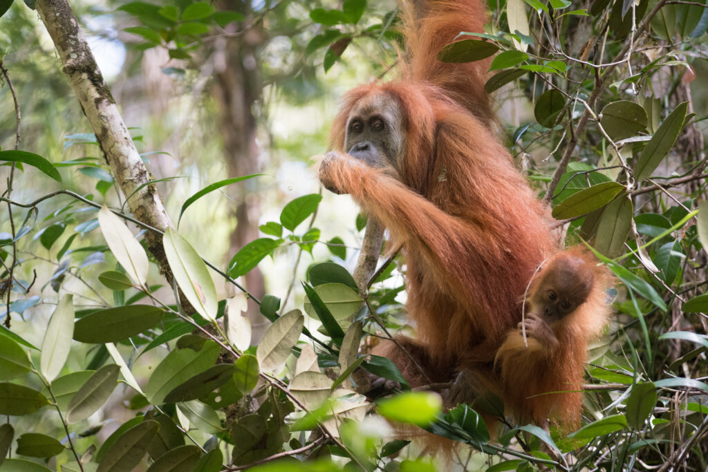 Helping Tapanuli Orangutans Thrive