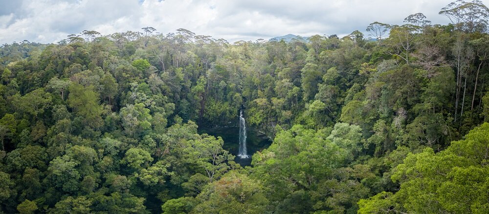 Helping Tapanuli Orangutans Thrive