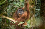 Helping Tapanuli Orangutans Thrive