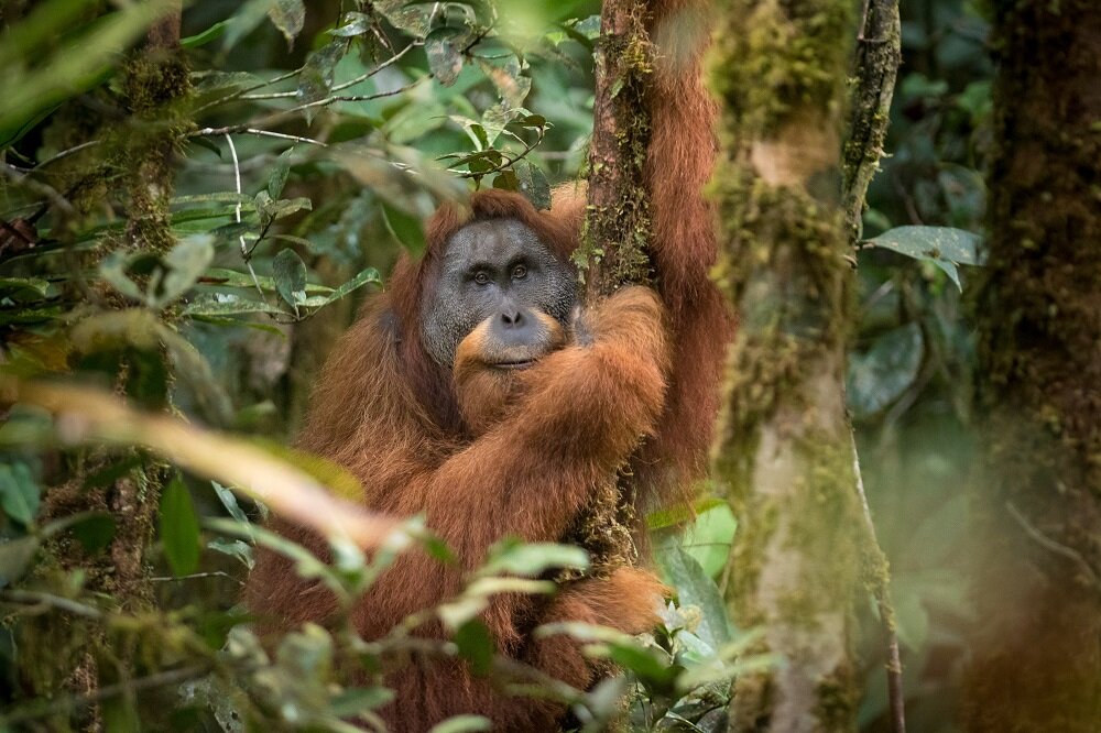 Helping Tapanuli Orangutans Thrive