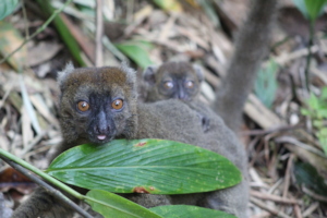Greater bamboo lemur, Moira, with her offspring