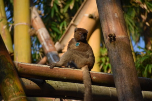 Greater bamboo lemur, Luna, posing on a sunny day