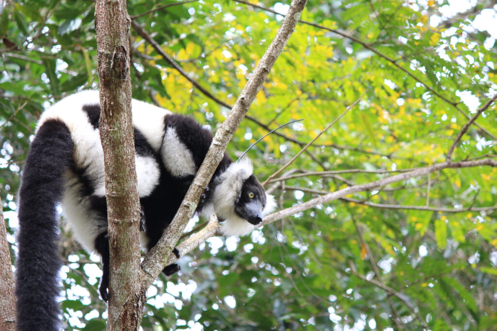 Black-and-white ruffed lemur in Sangasanga