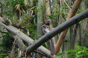 Greater bamboo lemur, Luna