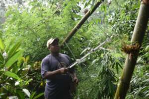 Greater bamboo lemur monitoring guide, Hery