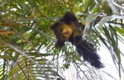 Learning from endangered lemurs