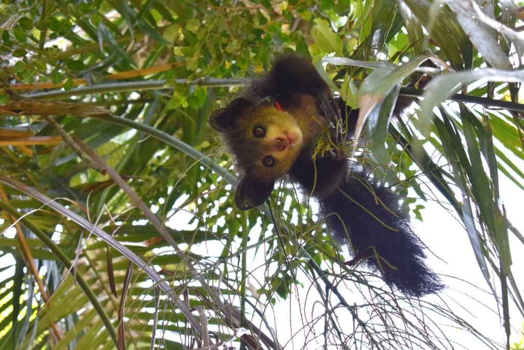 Learning from endangered lemurs