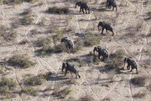 Elephants from the air