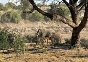 The zebra migration is early and in full swing!