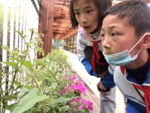 Looking at bugs