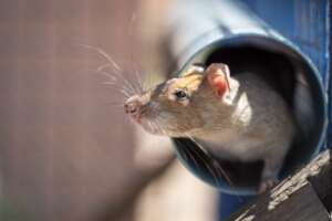 Ronin playing in his play cage
