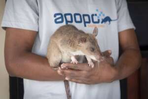 Carolina, TB Detection HeroRAT available to adopt