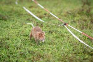 HeroRAT working in mine action, Cambodia
