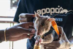 HeroRAT Jane getting her reward