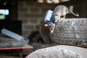 Search and Rescue HeroRATs - RescueRATs!