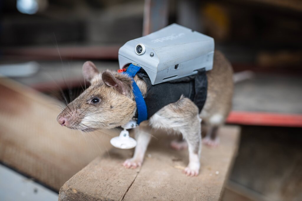 RescueRAT in training