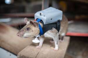 RescueRAT in training