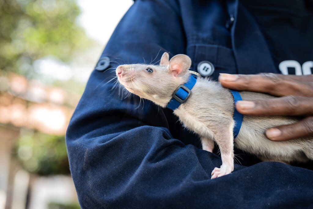 Baby HeroRAT, Jane