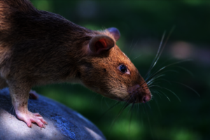 Record breaking, Ronin