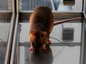 TB detecting HeroRAT, Tamasha