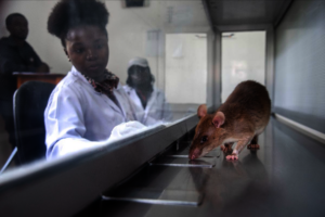 Tamasha at work, detecting TB