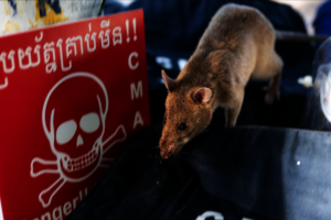 World record holder, HeroRAT, Ronin!