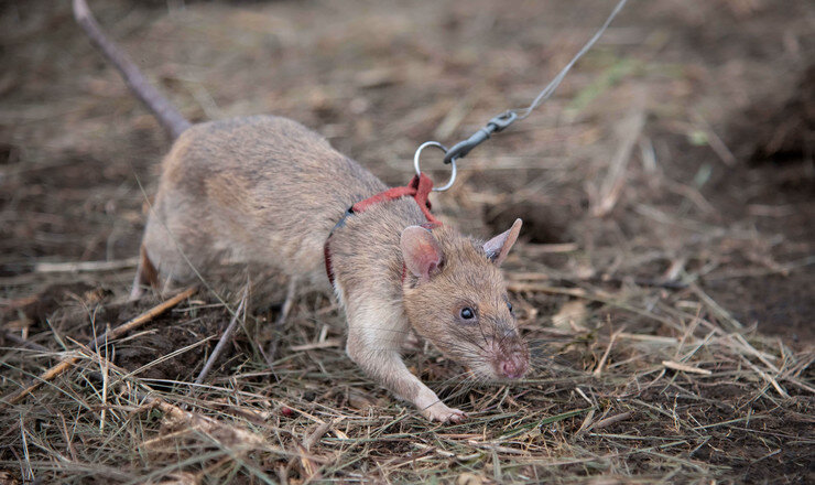 HeroRAT working in the field, detecting landmines.