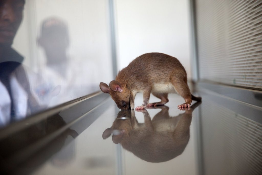 Support APOPO's HeroRATs' life-saving missions!