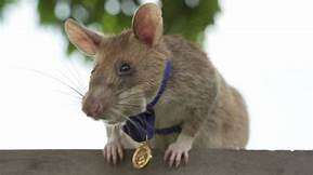HeroRAT, Magawa with his PDSA Gold Medal