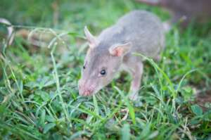 HeroRAT pup at our Tanzanian Headquarters.