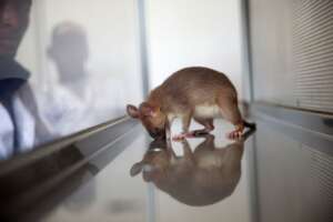 HeroRAT working in the TB detection lab