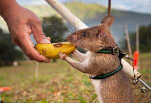 HeroRAT being rewarded with a banana