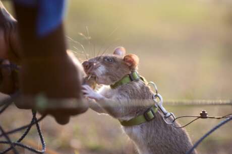 Support APOPO's HeroRATs' life-saving missions!
