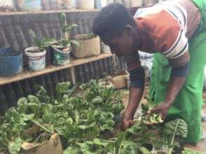 Harvesting to Take to the Elderly