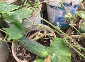 Cucumbers