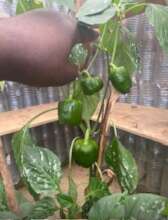Green Peppers