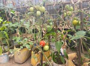 Tomatoes